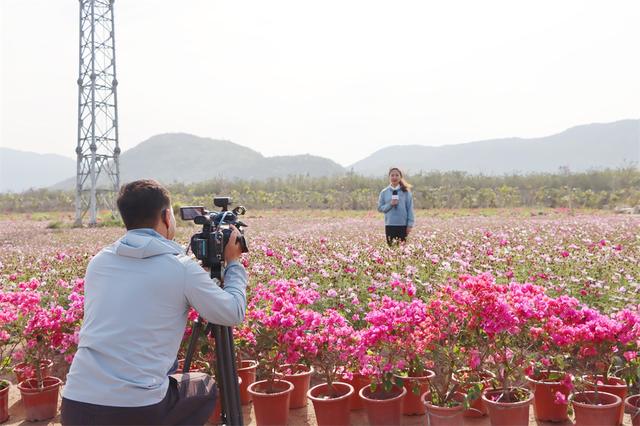 央视13套《花开中国》直播昌江花海